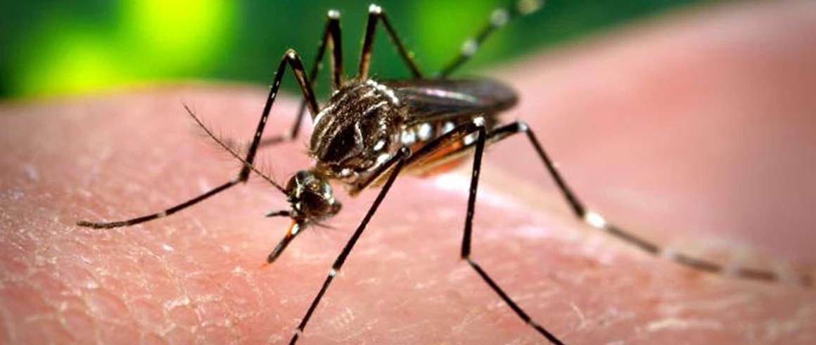 Zika e i virus della globalizzazione