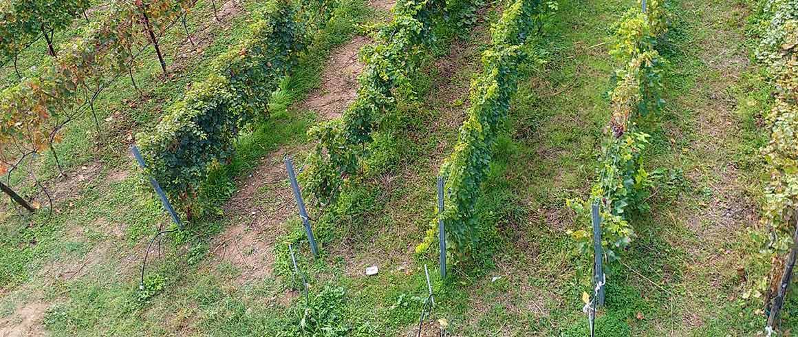 Dal vigneto sperimentale alla cantina, arriva il vino made in Cattolica 