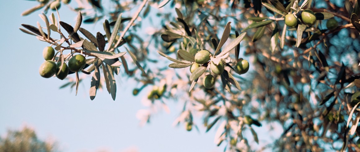 Oliveti sempre più a Nord