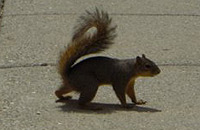 Uno dei tanti scoiattoli che passeggiano nel campus della Michigan State University