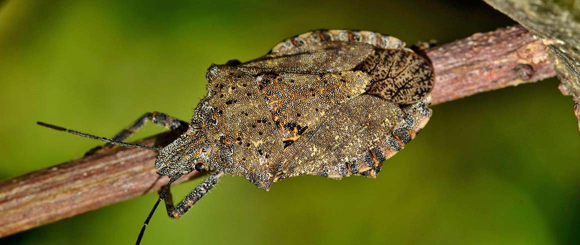 Trappola smart per la cimice asiatica