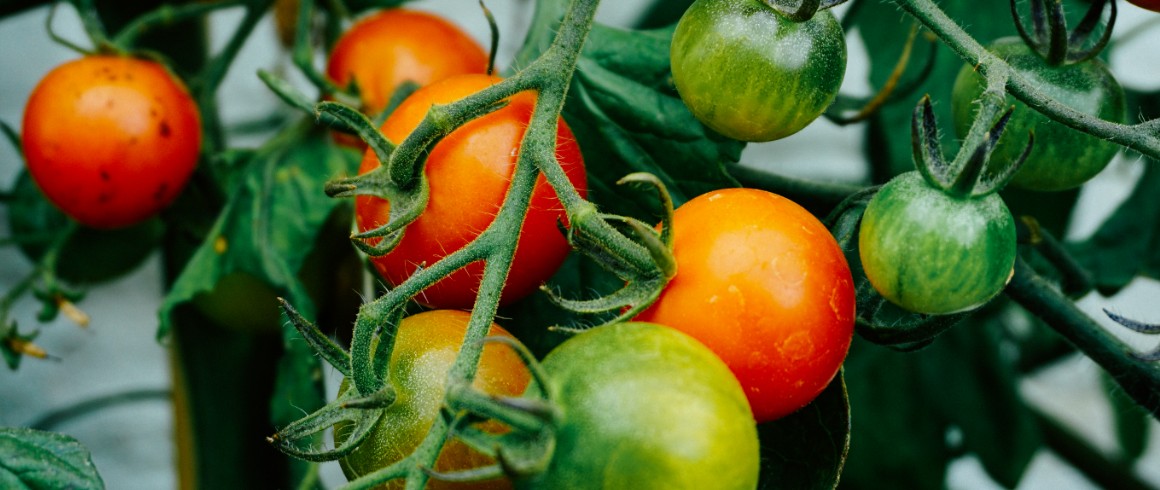 Pomodori, tre anni di ricerca per ridurre l'uso dei pesticidi