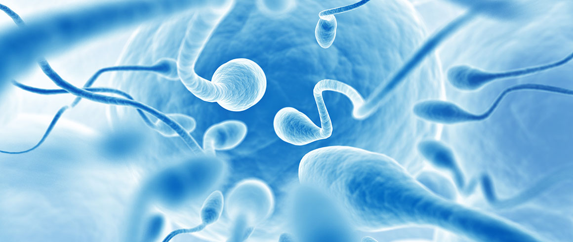 Gli spermatozoi 